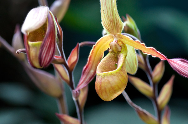 Orchids.jpg