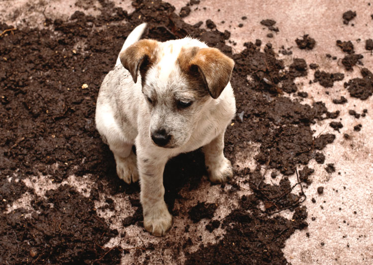 dogoncarpet.jpg