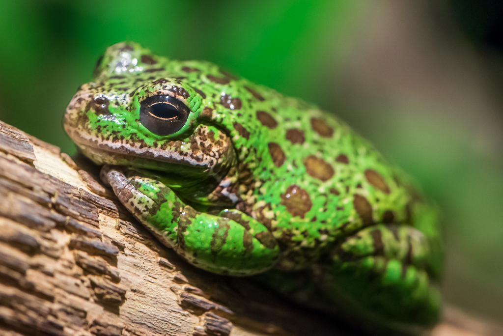 Green-Tree-Frog1024-1.JPG