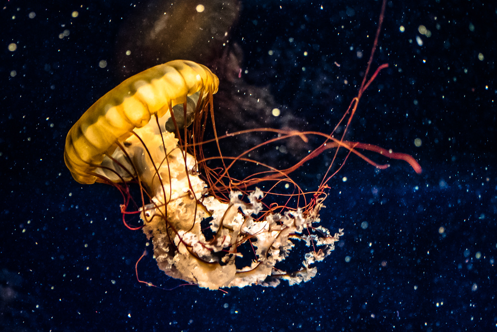 Jellyfish1024-5.JPG