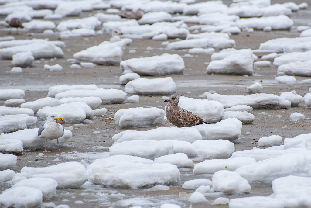 Seagulls-Snow-1.jpg