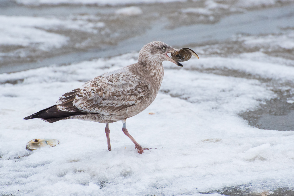 Seagulls-Snow-5.jpg