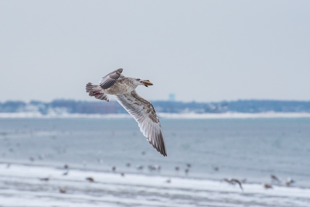 Seagulls-Snow-6.jpg