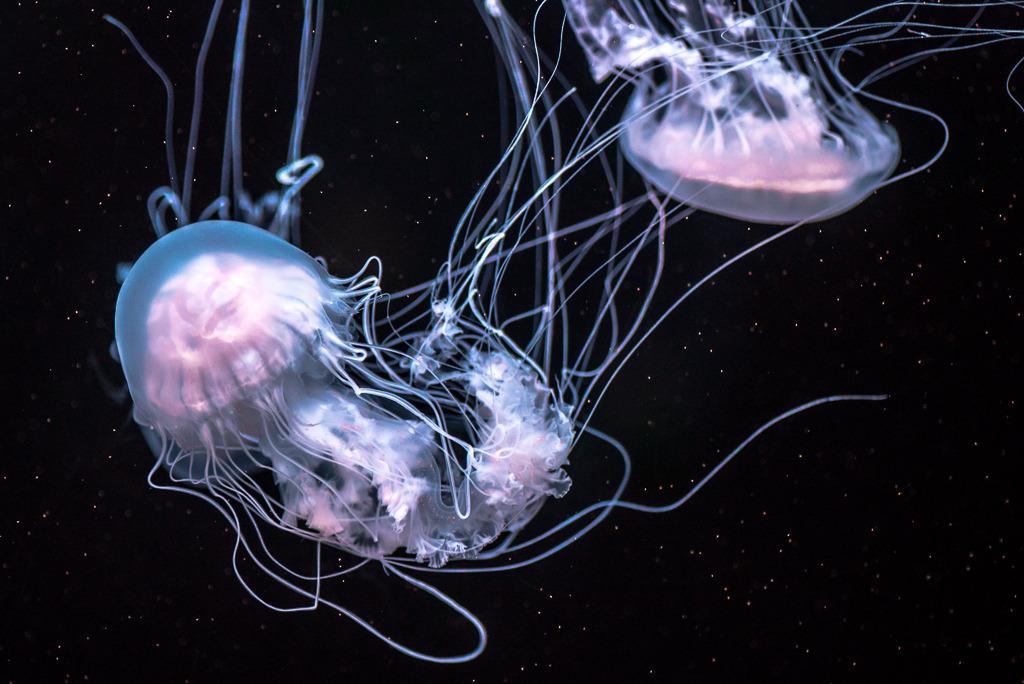 jellyfishes1024-1.jpg