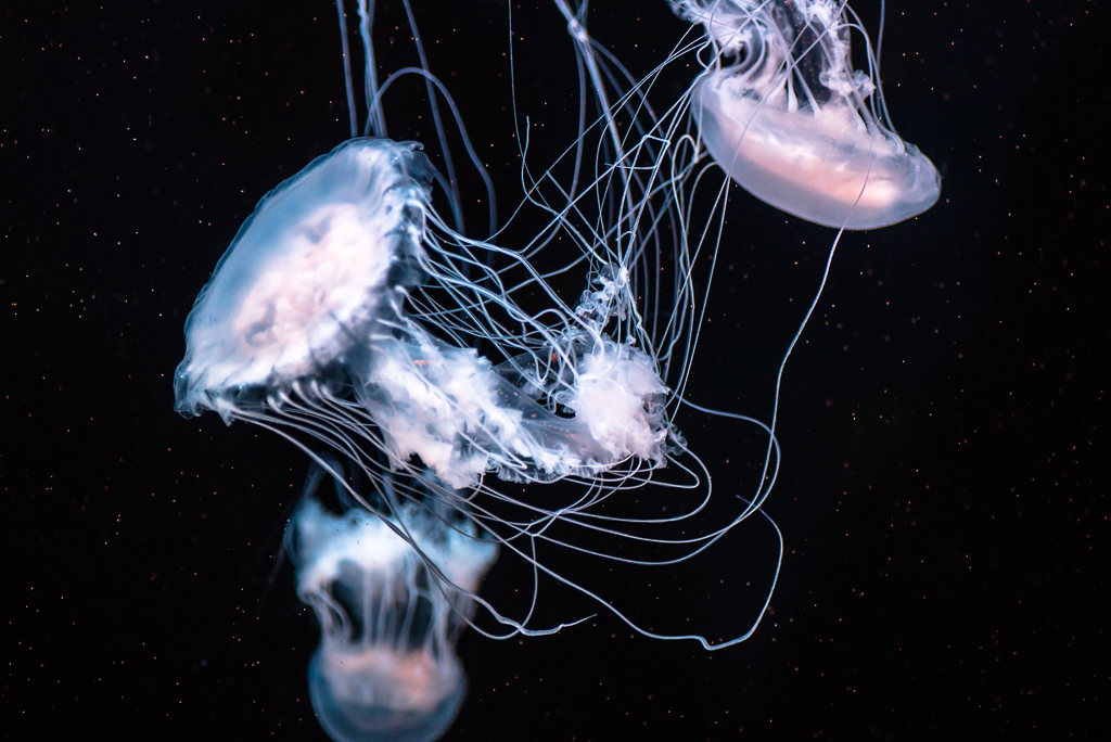 jellyfishes1024-2.jpg