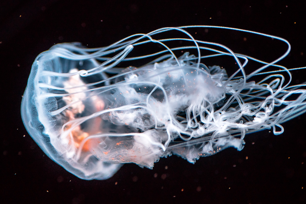 jellyfishes1024-3.jpg