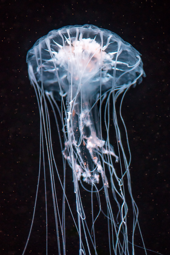 jellyfishes1024-4.jpg