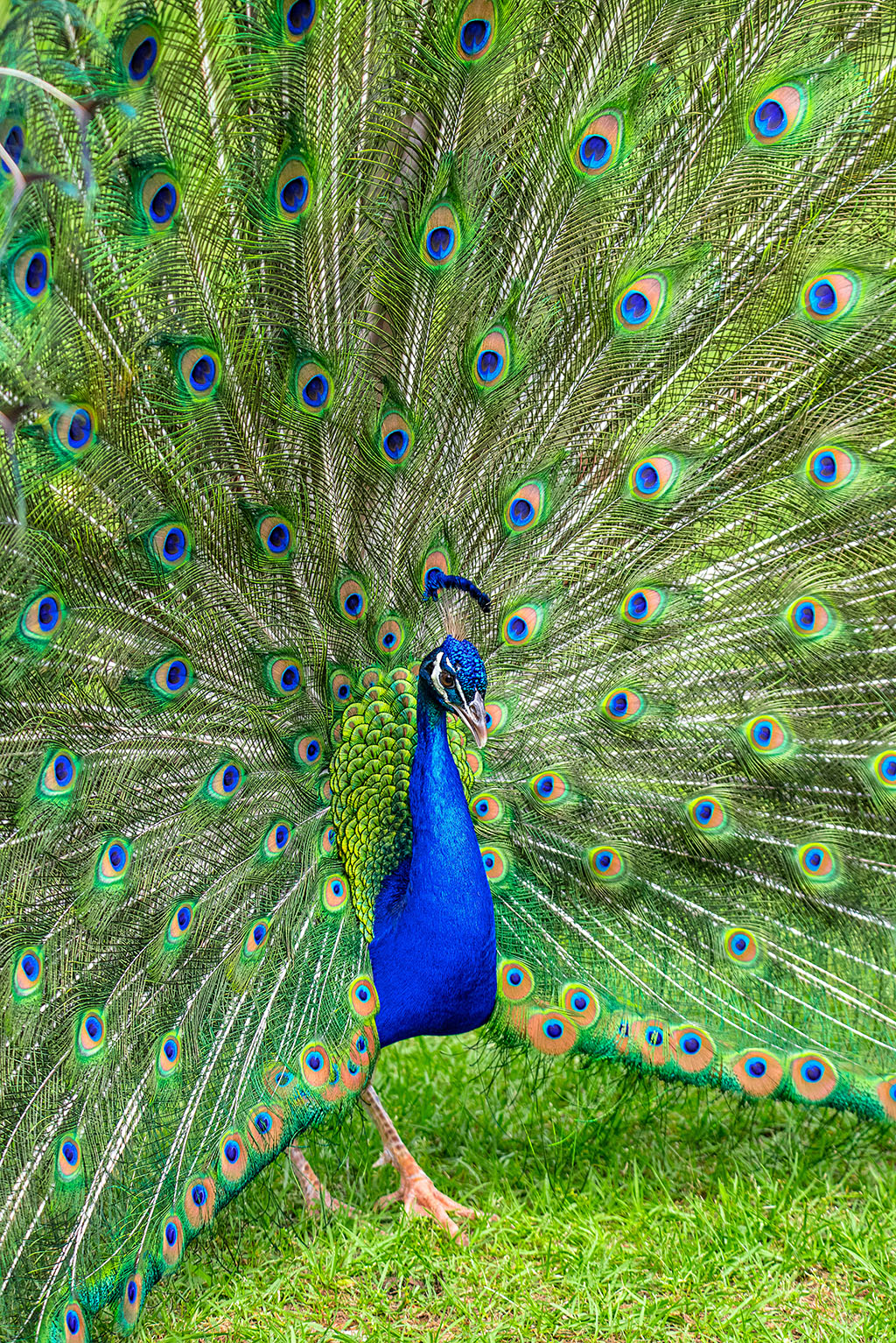 peacock-1024.jpg
