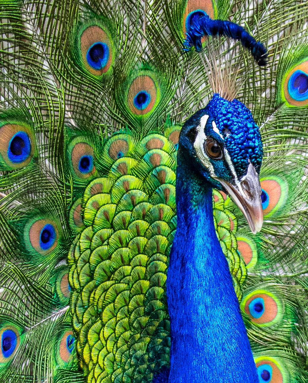 peacock-crop.jpg