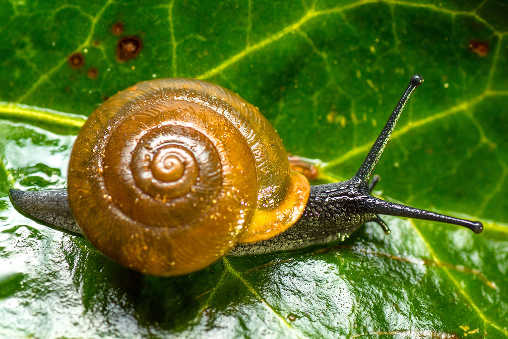 snail1024.jpg